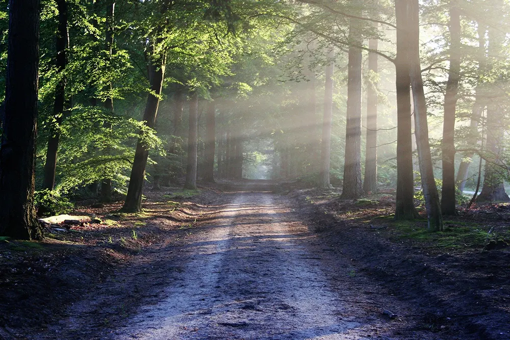 A sunlit pathway in forest